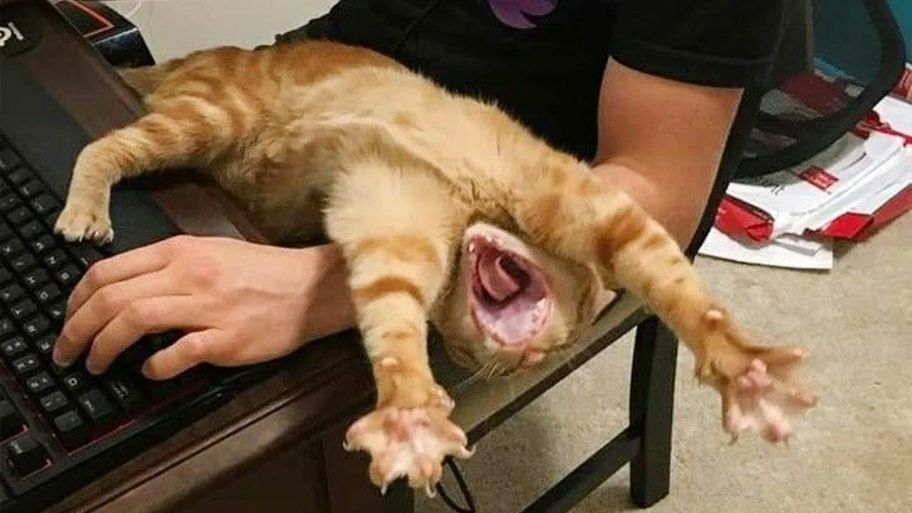 Hilariously Dramatic Orange Cats - Must Watch! 🐱🧡