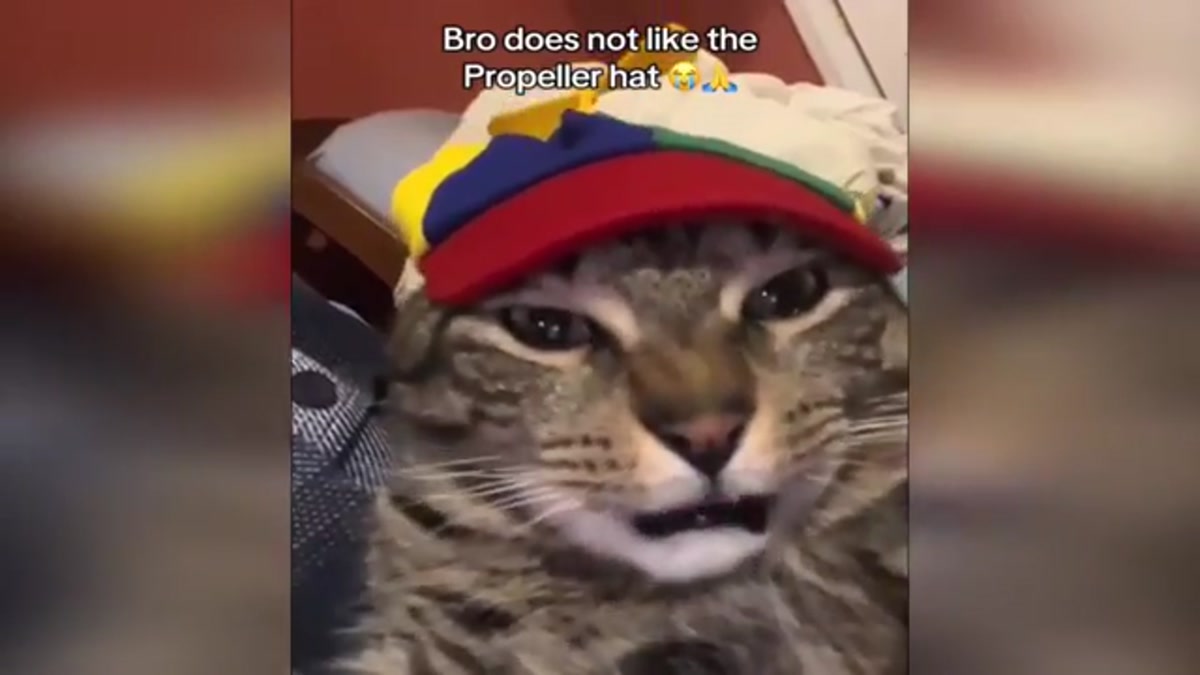 Watch These Forgetful Cats in Action!
