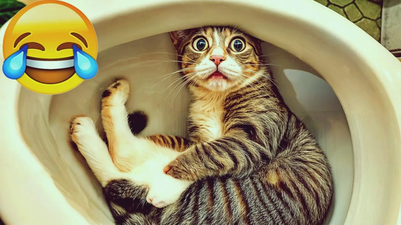 10 Hilarious Cats and Dogs That Will Make You Smile 😅 Hilarious Animal Clips You Need to See 😸