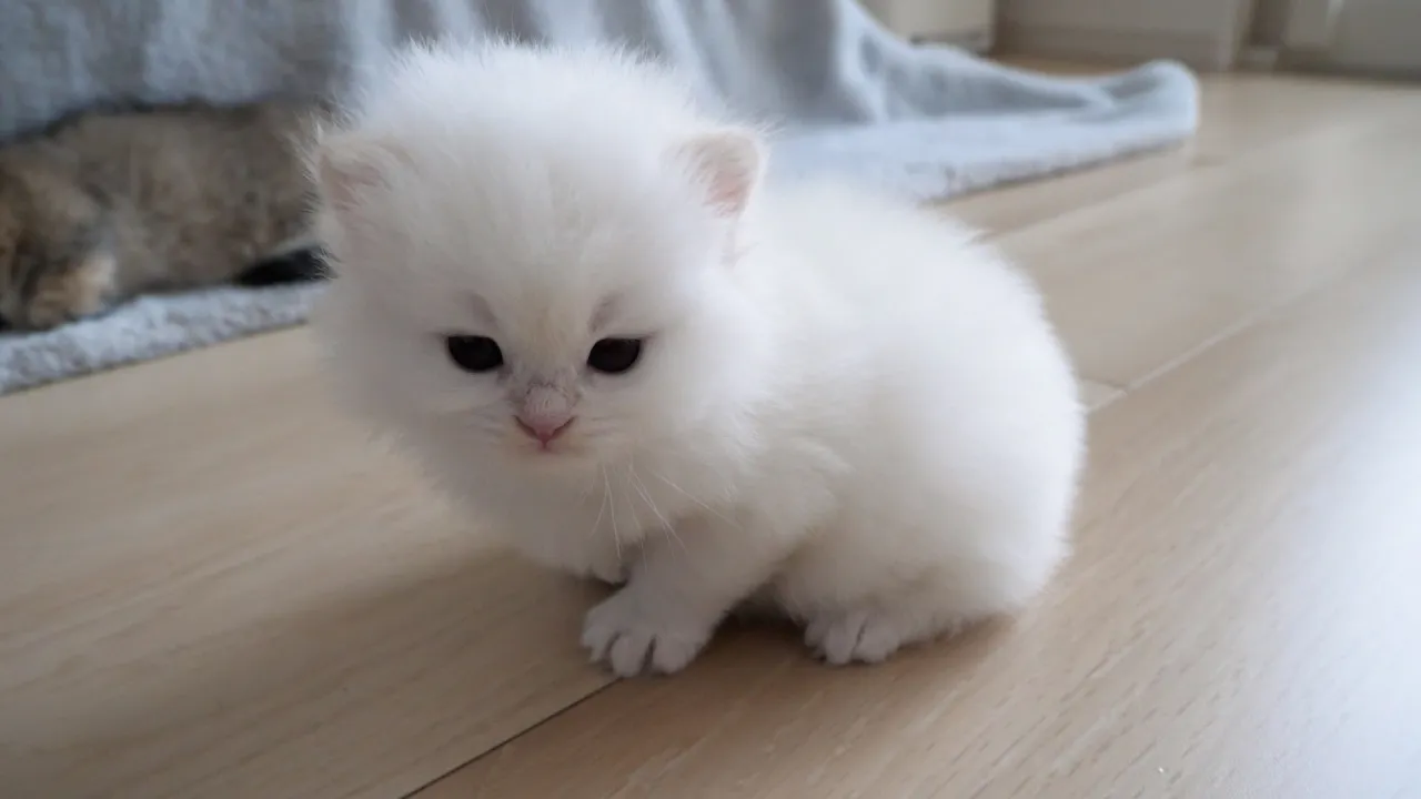 Adorable kitten clumsily trying to walk...