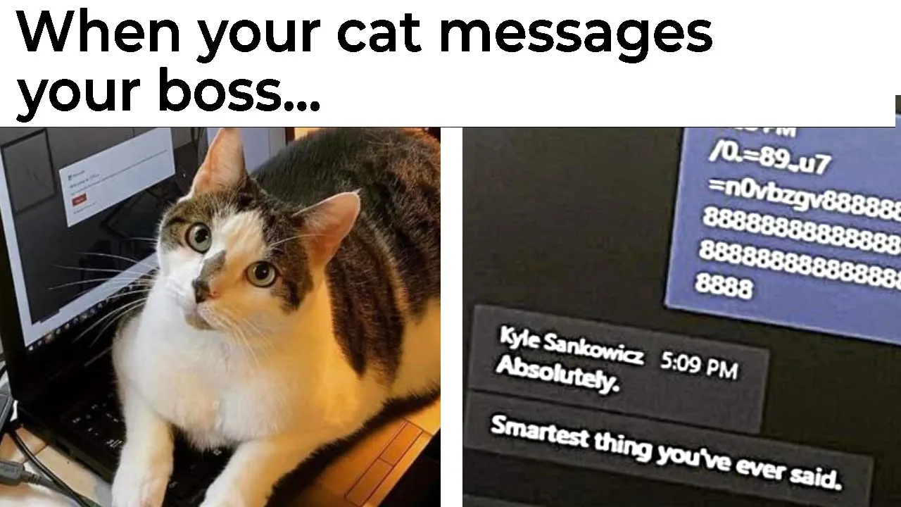 The Purrfect Collection of Cat Memes