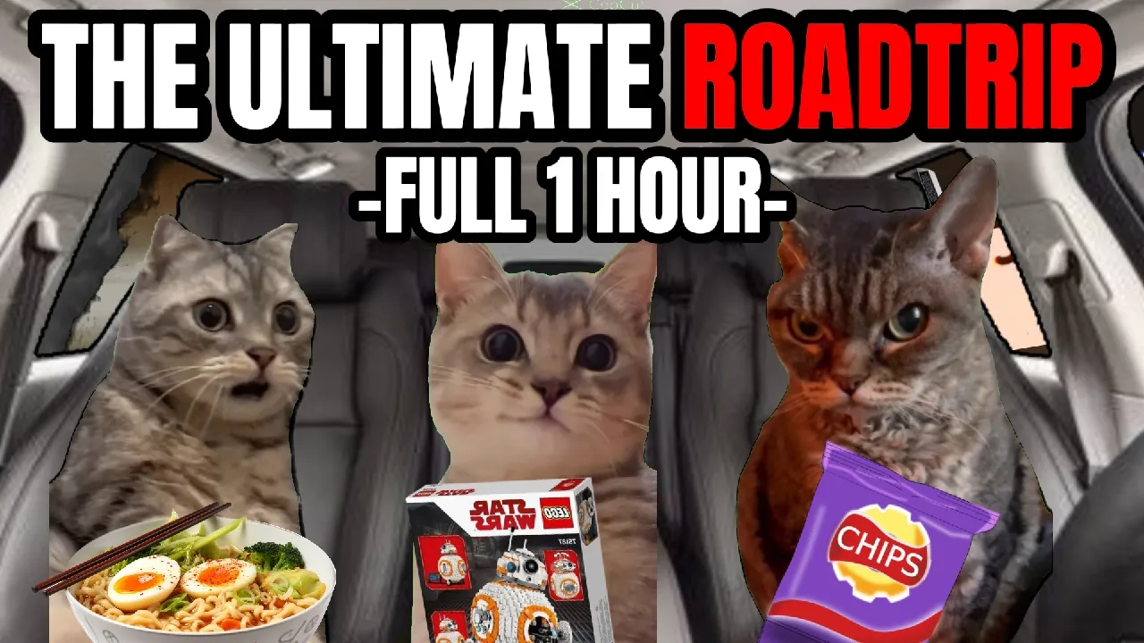 1 Hour of Hilarious Cat Memes on a Roadtrip