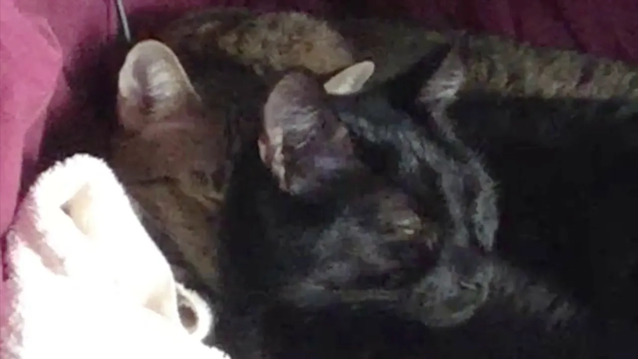 🐾ADORABLE CATS' CUDDLE FEST🐾