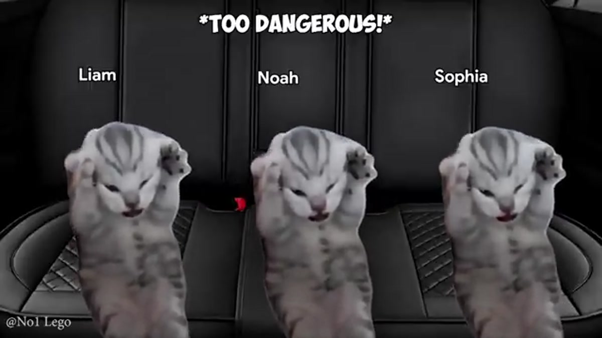 Hilarious Cat Memes: Family Vacation Trip Compilation