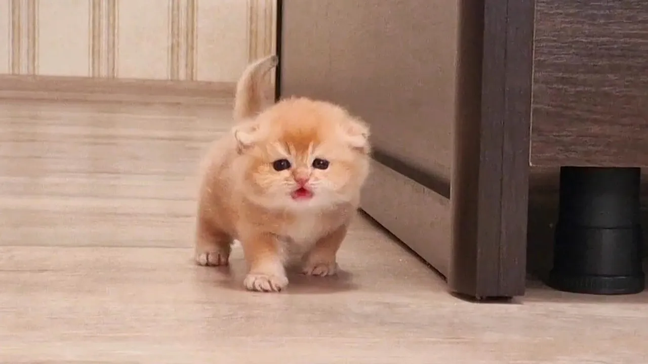 Watch Pinky the Cat Run Out of Her Nest and Meow for Attention!