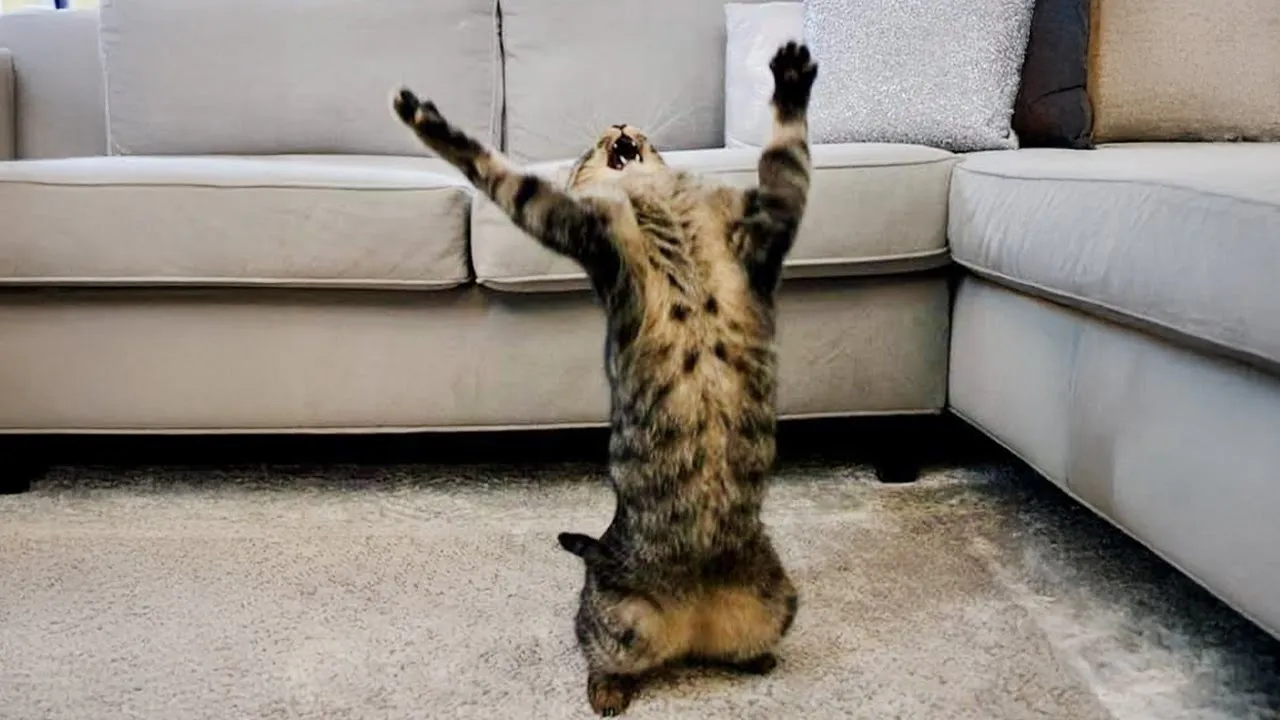 Get ready to laugh with these hilarious cats! 😹 Watch now!