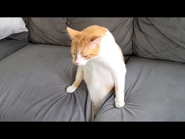 Hilarious Cats Compilation: Must-See Part 3