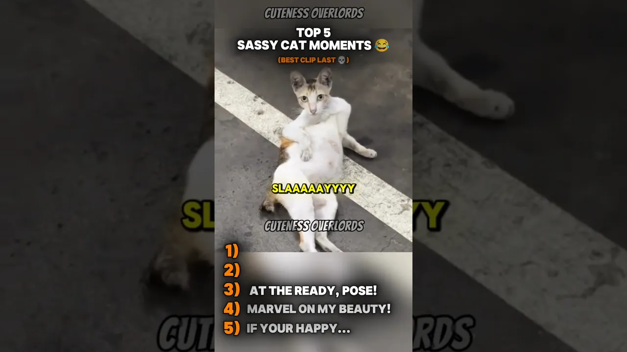 Watch These Sassy Cats in Action! 😼🔥 #5 Will Make Your Day! 😹💅