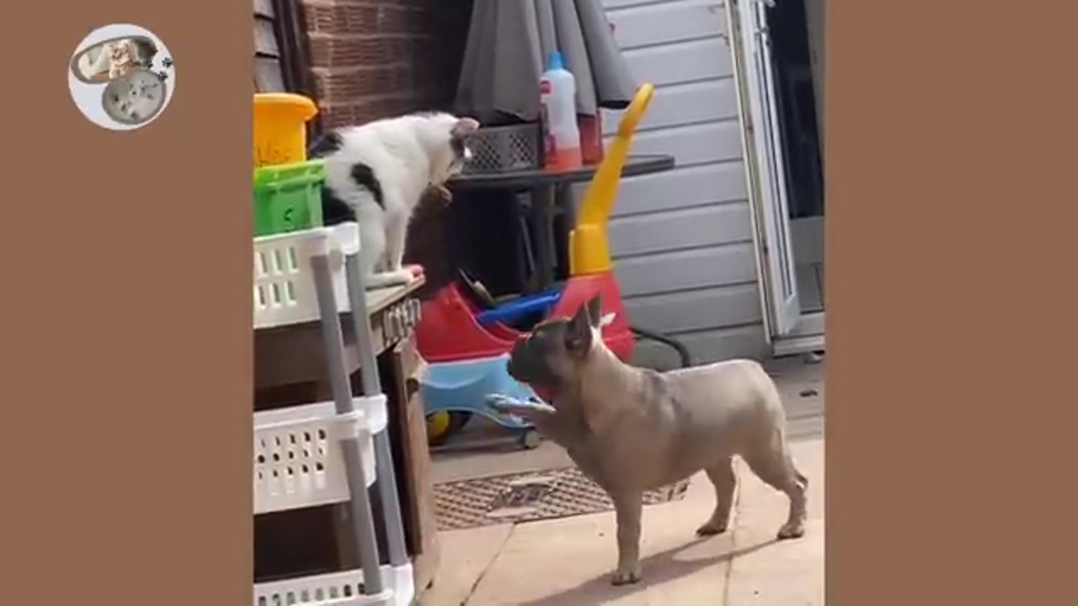 Epic Cat vs Dog Battles: Hilarious and Feisty Compilation