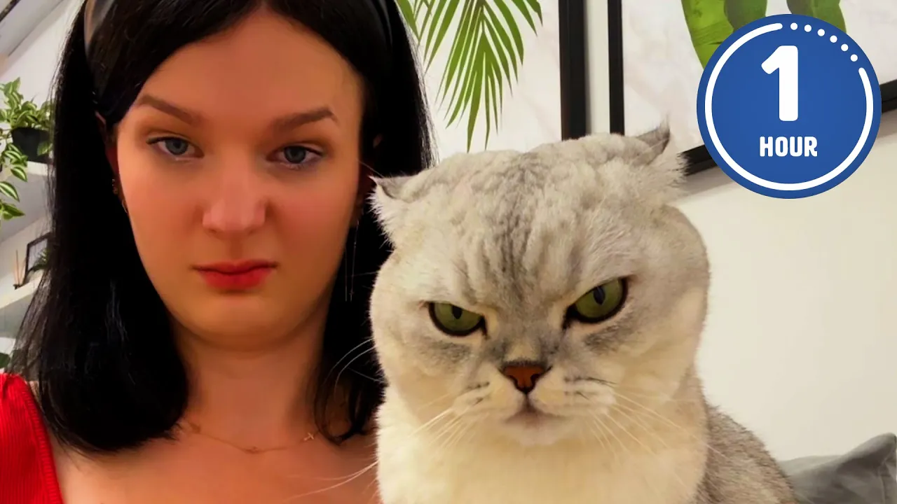 The Most Hilarious Cats That Will Make You Laugh 😹