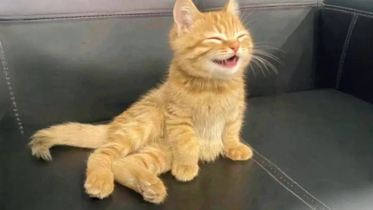 Watch These Hilarious Cats Meow in the Funniest Ways! 🐱 #CatLovers