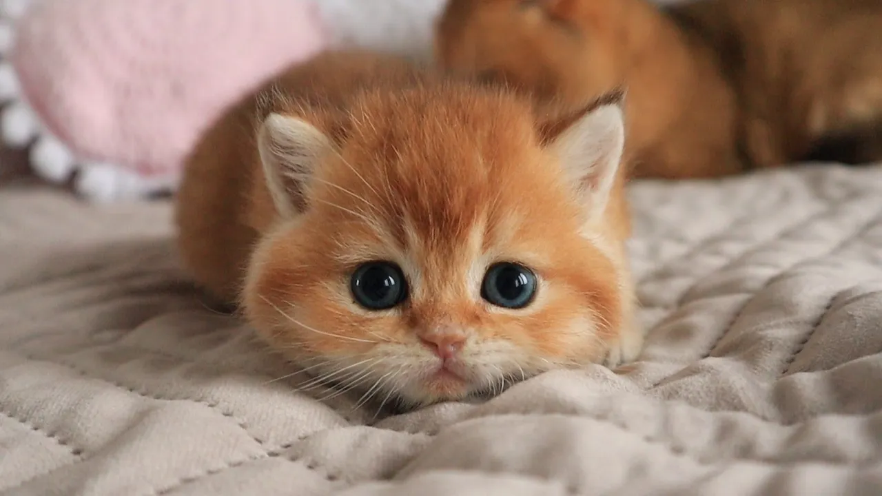 The Most Adorable Kitten you'll Ever See! 😻