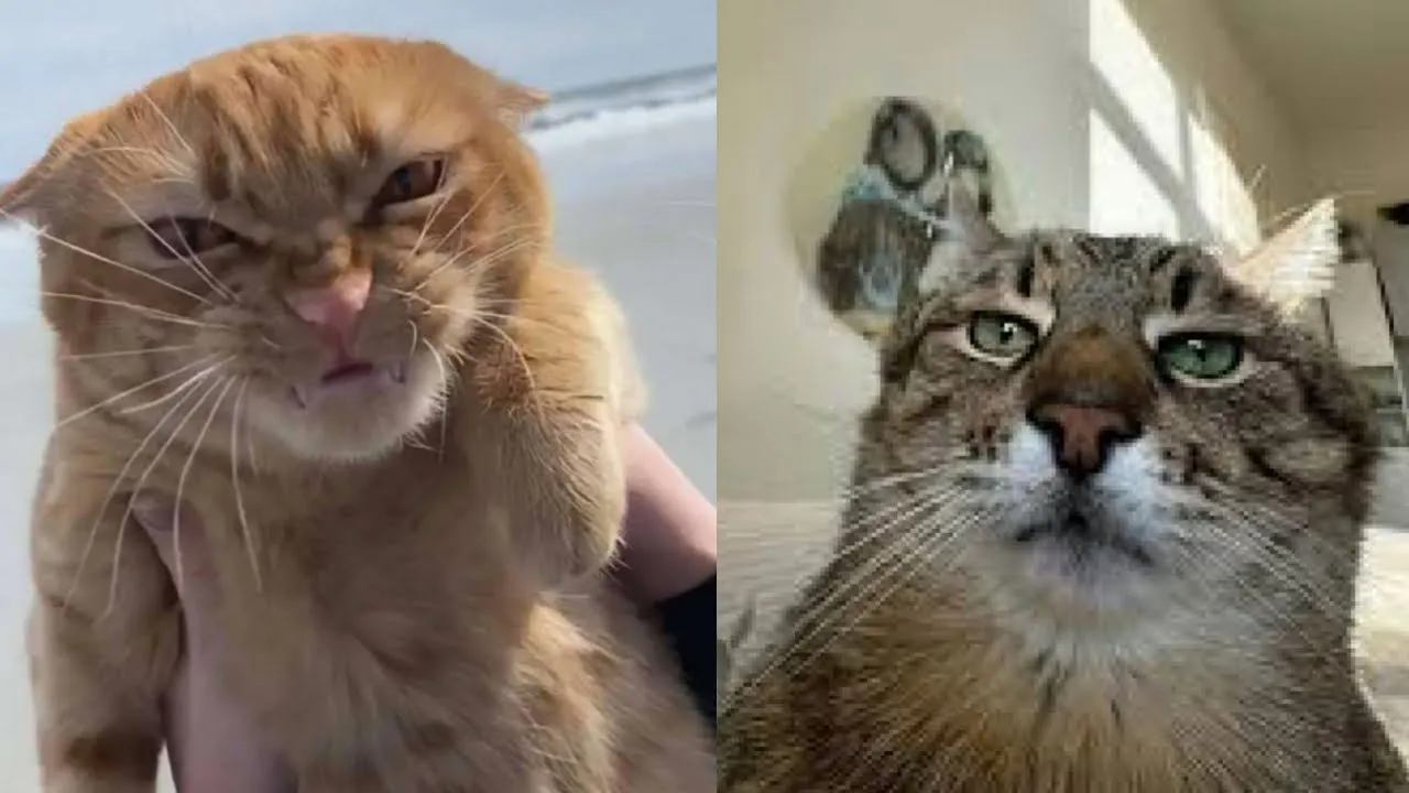 Hilarious Cat Fails: Try Not to Laugh! 😹🐾