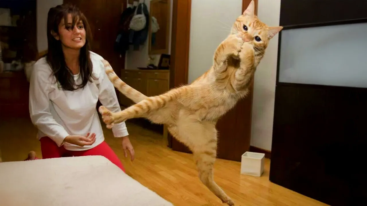 Hilarious Cats: The Best Funny Cat Videos of 2025