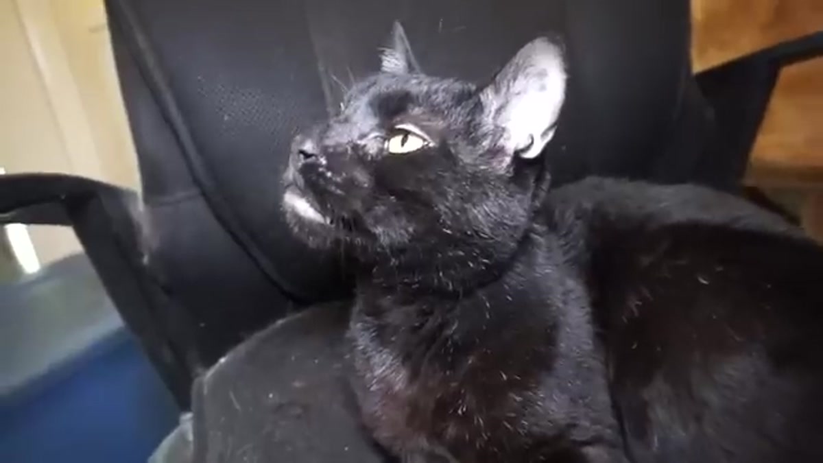 Hilarious Talking Cat Gets Kicked Out!