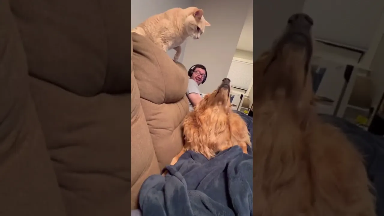 Feisty Cat vs Adorable Golden Retriever Puppy 🐾 #cuteanimals