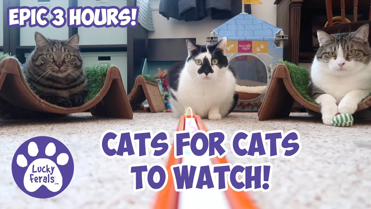 3 Hours of Epic Cat Entertainment - Videos to Entertain Your Feline Friend
