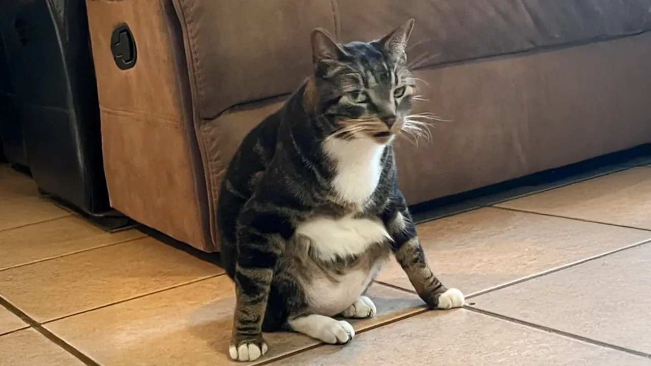 Hilarious Cat Videos: When Your Kitty Acts Unbelievably Human 😹