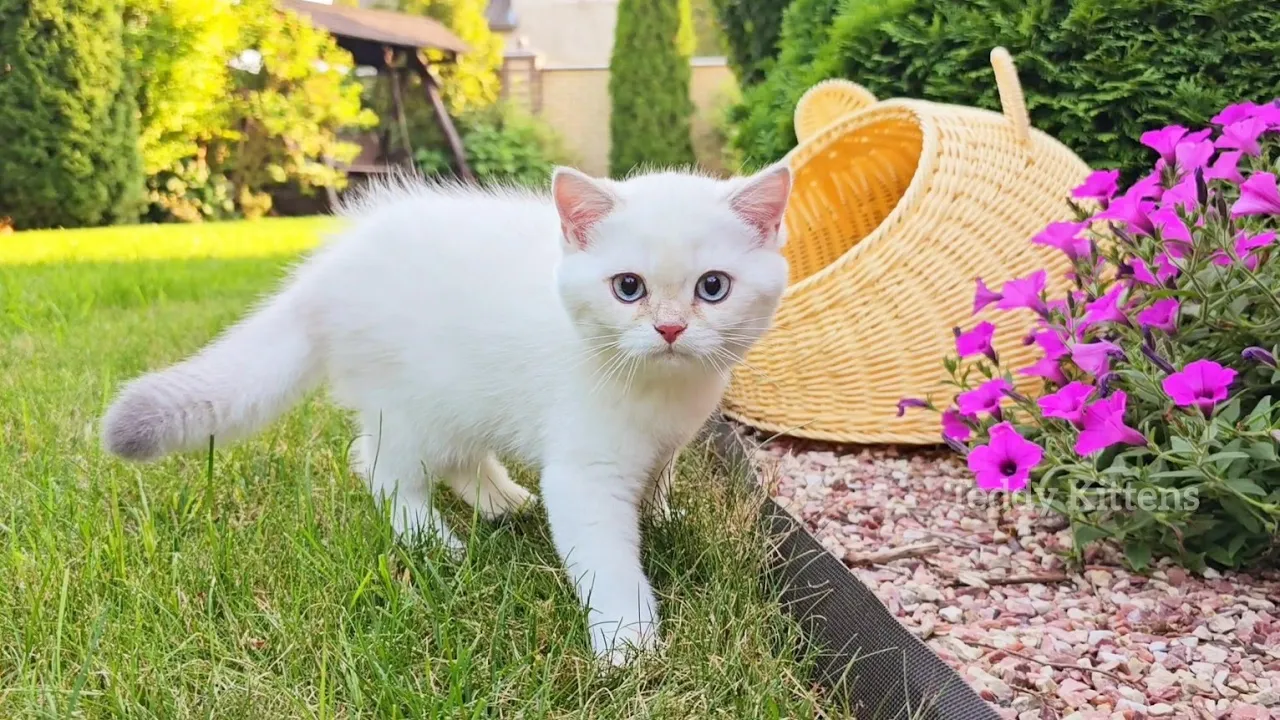 Ultimate Garden Cat Chill Session