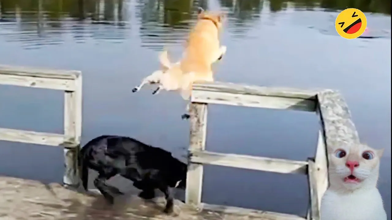 Hilarious Cat and Dog Fails 2024 🐱🐶