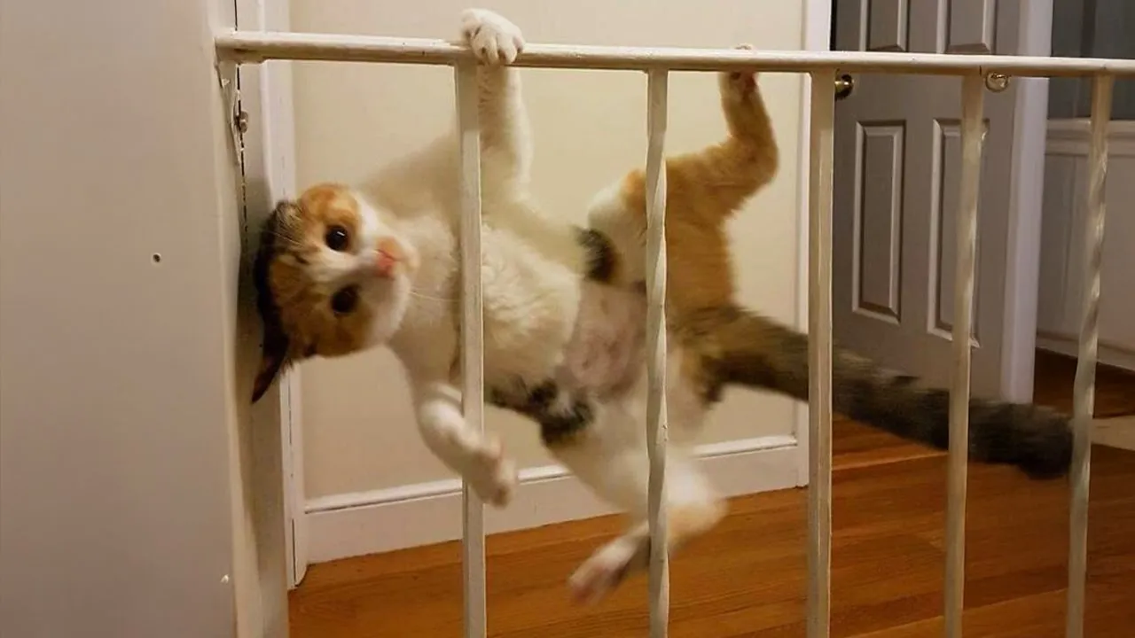 Is Your Cat's Brain Really Made of Shrimp? Watch these Hilarious Cat Videos! 🐱🦐