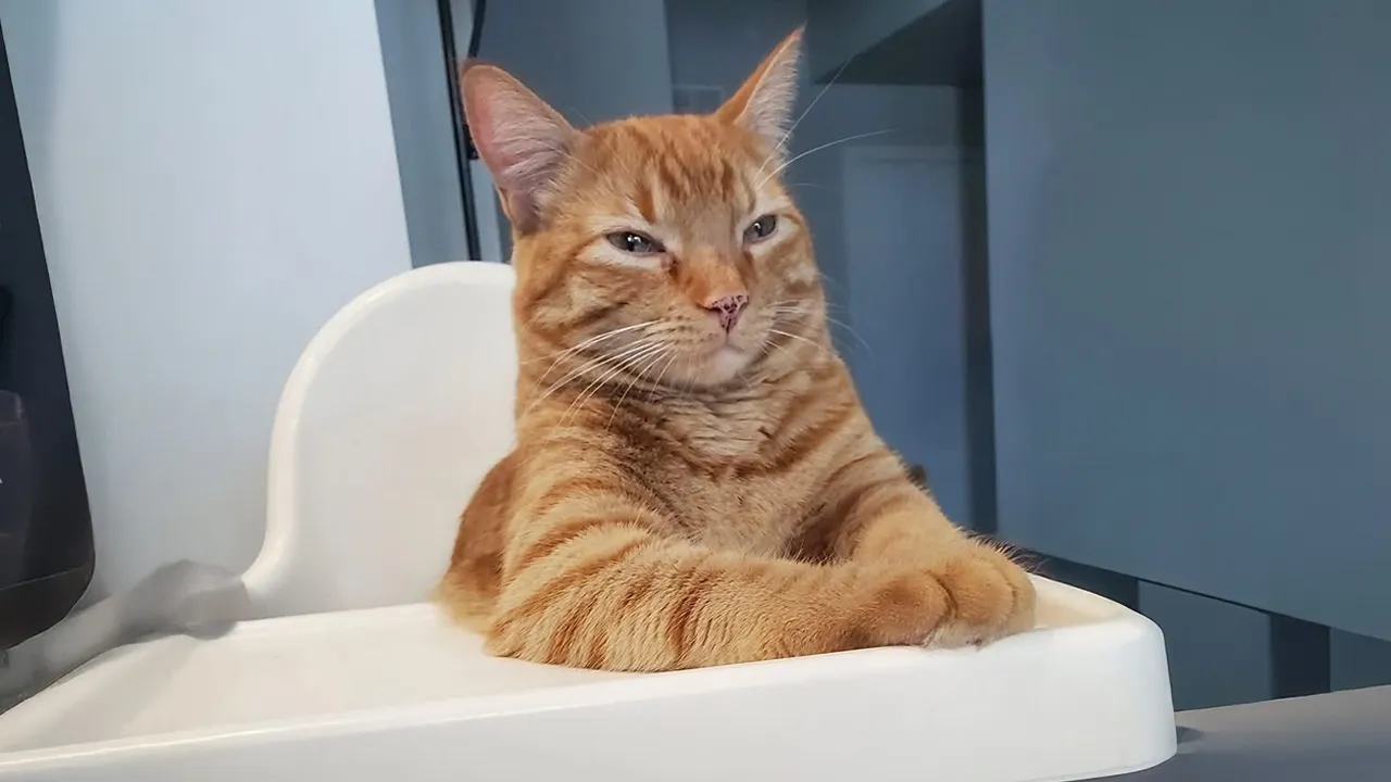 Watch These Hilarious and Incredible Cats in Action! 🐾 Best Cat Videos 2025