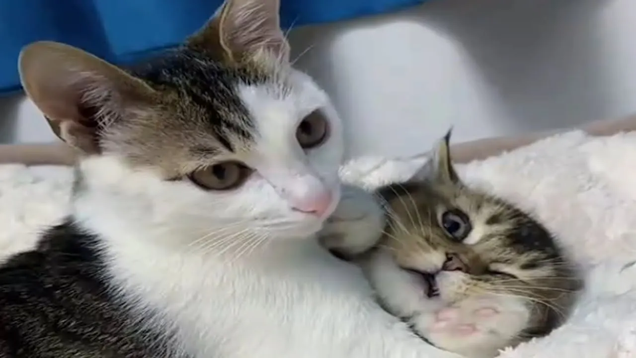 Unstoppable Cat Chaos: Hilarious Fails and Surprises