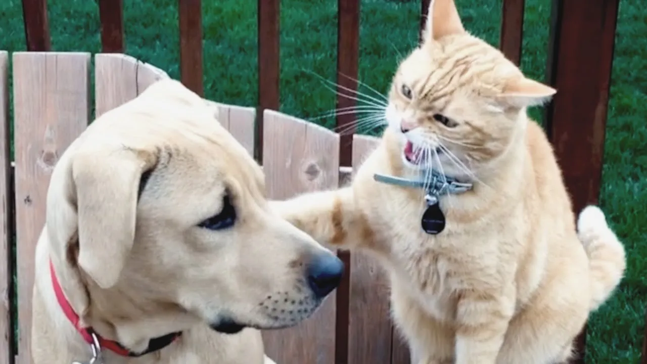 Epic Battle: Cats vs Dogs - Hilarious Compilation for Cat Lovers 🐾