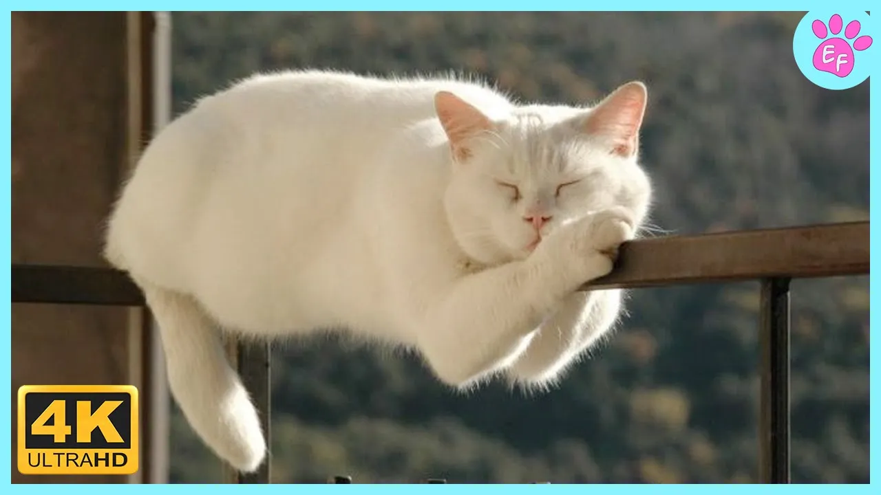 Hilarious Cat Fails: Watch These Cats Fail Spectacularly in 2024