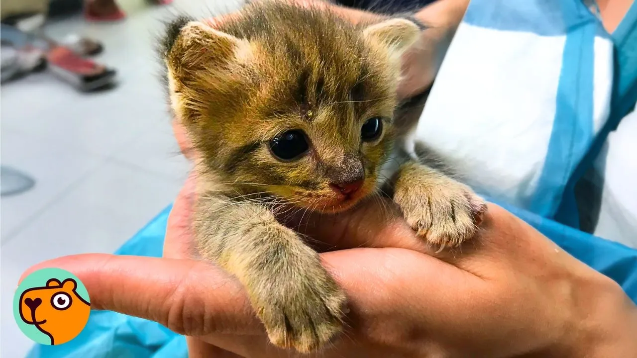 Rescued Kitten Takes Over the House and Hearts of Everyone | Must See Video