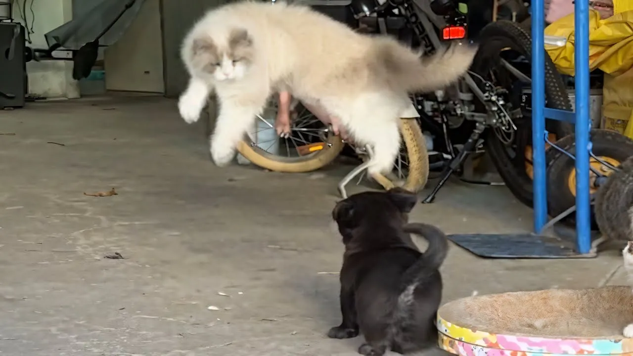 Epic Showdown: Cats vs Dogs - Who Will Reign Supreme?