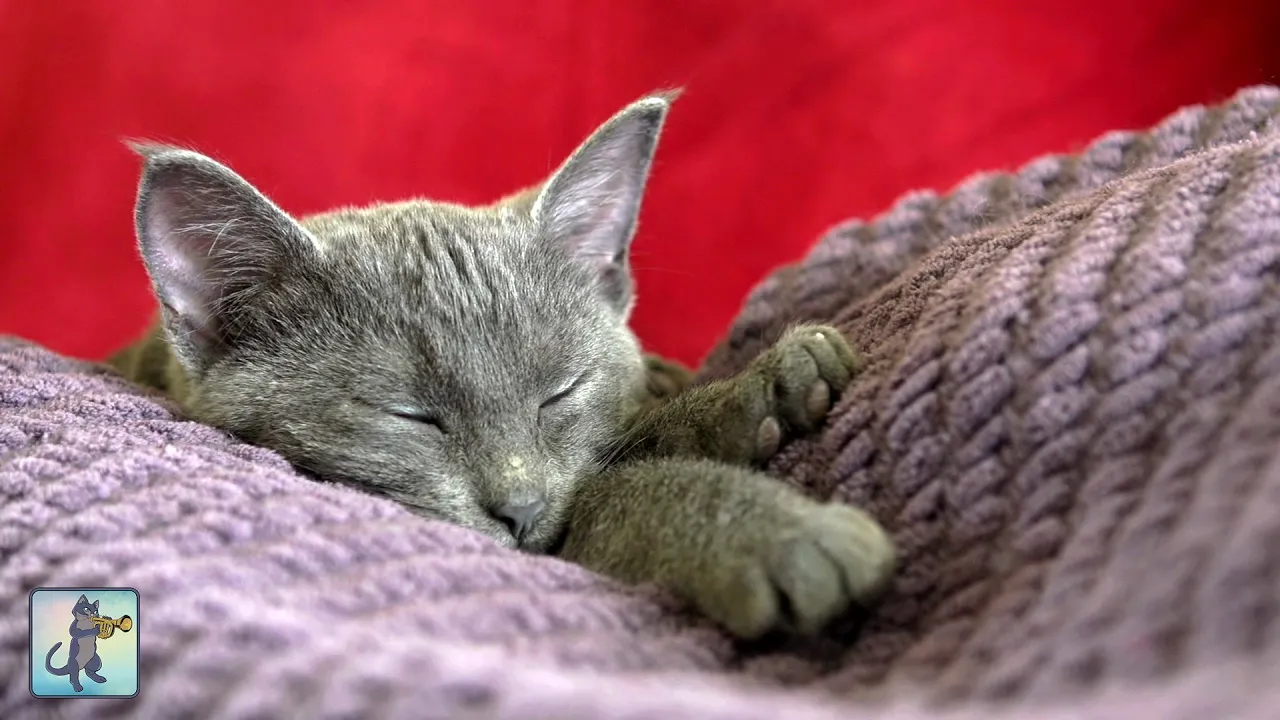 Watch These Adorable Sleeping Kittens with Relaxing Piano Music 🐱