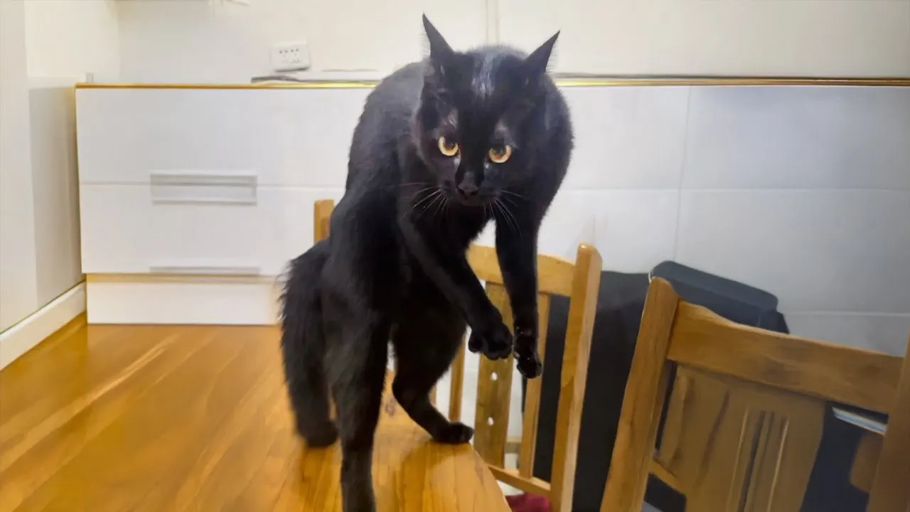 2025's Top Black Cat Moments 😸 Watch the Funniest Cat Videos
