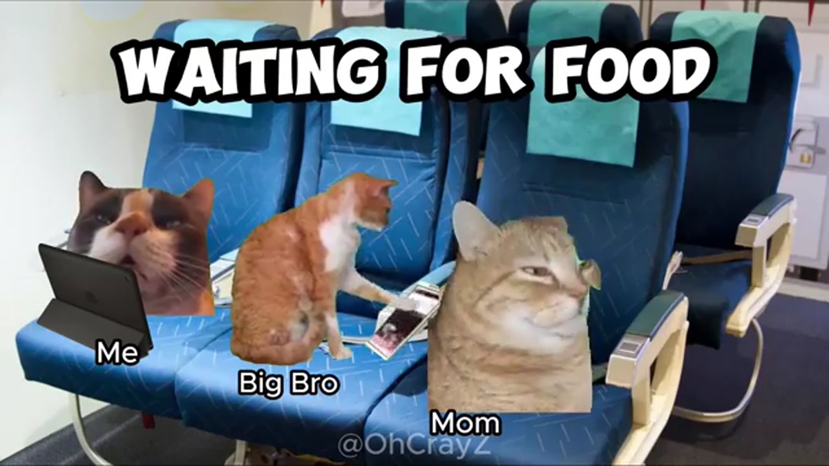 Hilarious Cat Memes: Chaos on a Family Vacation Flight