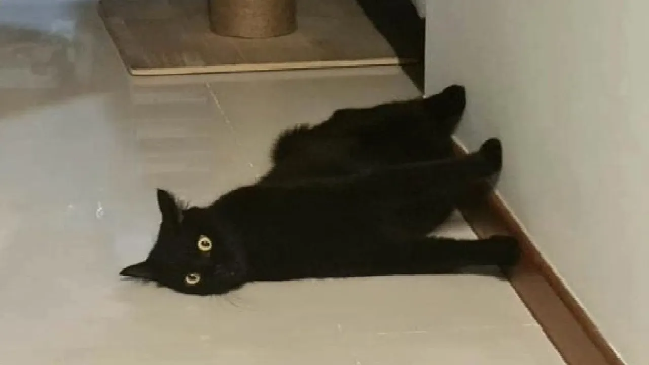 Watch These Forgetful Cats in Action!