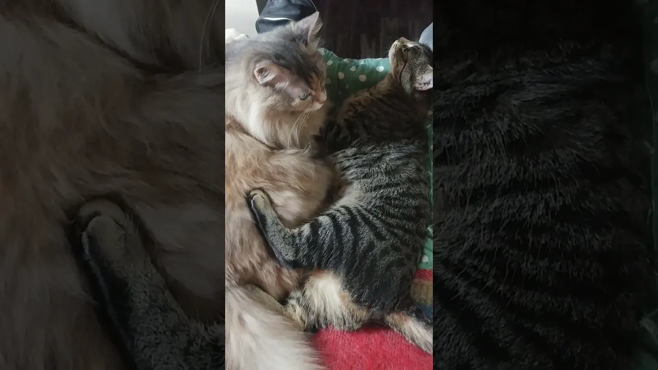 Snuggle Party for Feline Fans
