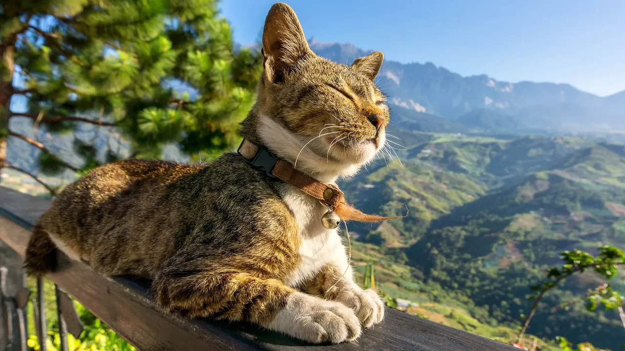 Soothing Music to Help Cats Relax and Sleep 💤🐱