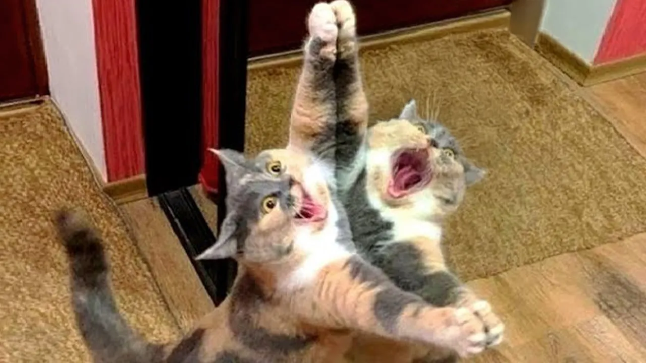 Watch This Hilarious Cat Meet Its Doppelganger 😹 - Funny Cat Video