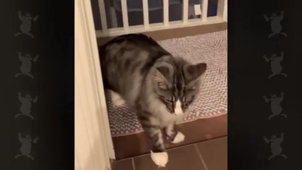 Cat-tastic Conversations: These Felines Speak Fluent English!