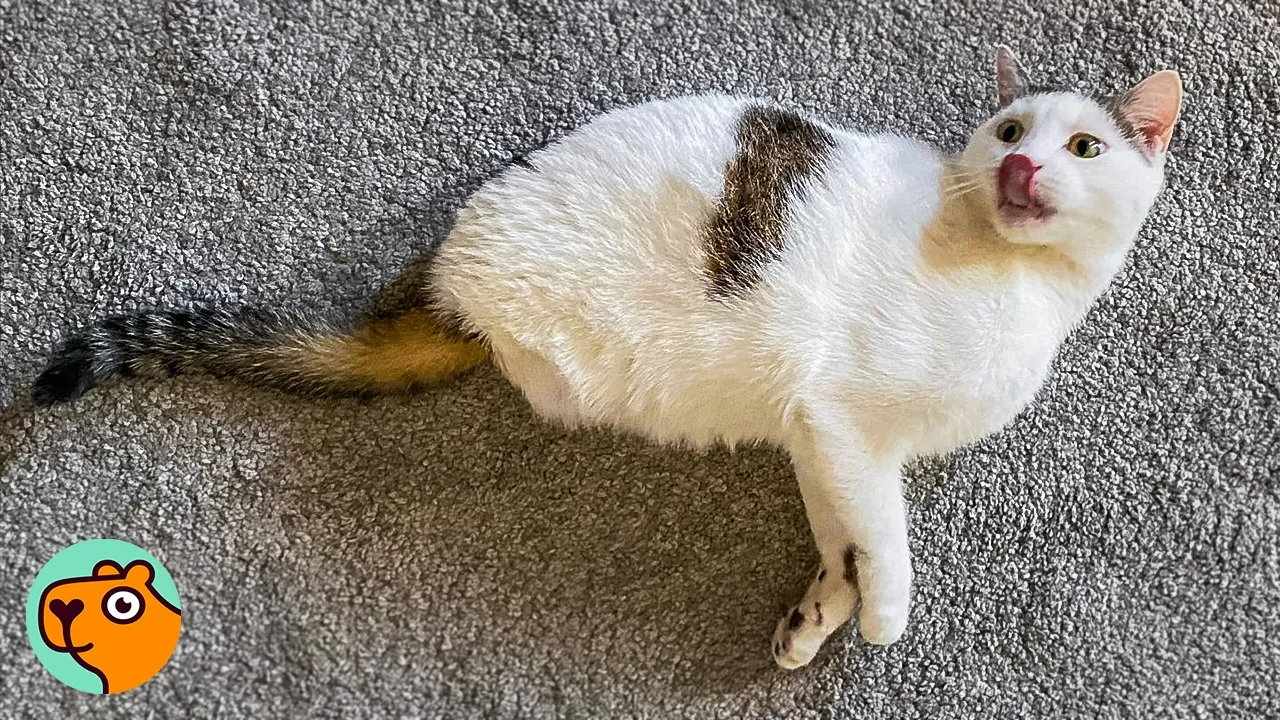 Heartwarming: Tiny Kitten Defies Odds with Two Legs! Join the Cuddle Fest!