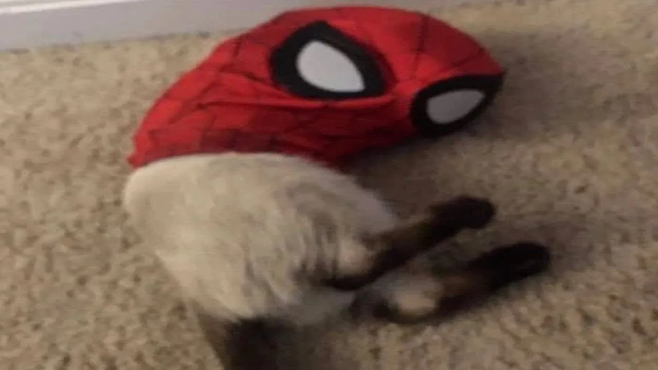 Hilarious Cats Compilation 2025 🐱 Zero Brain Activity 😹 Part 39