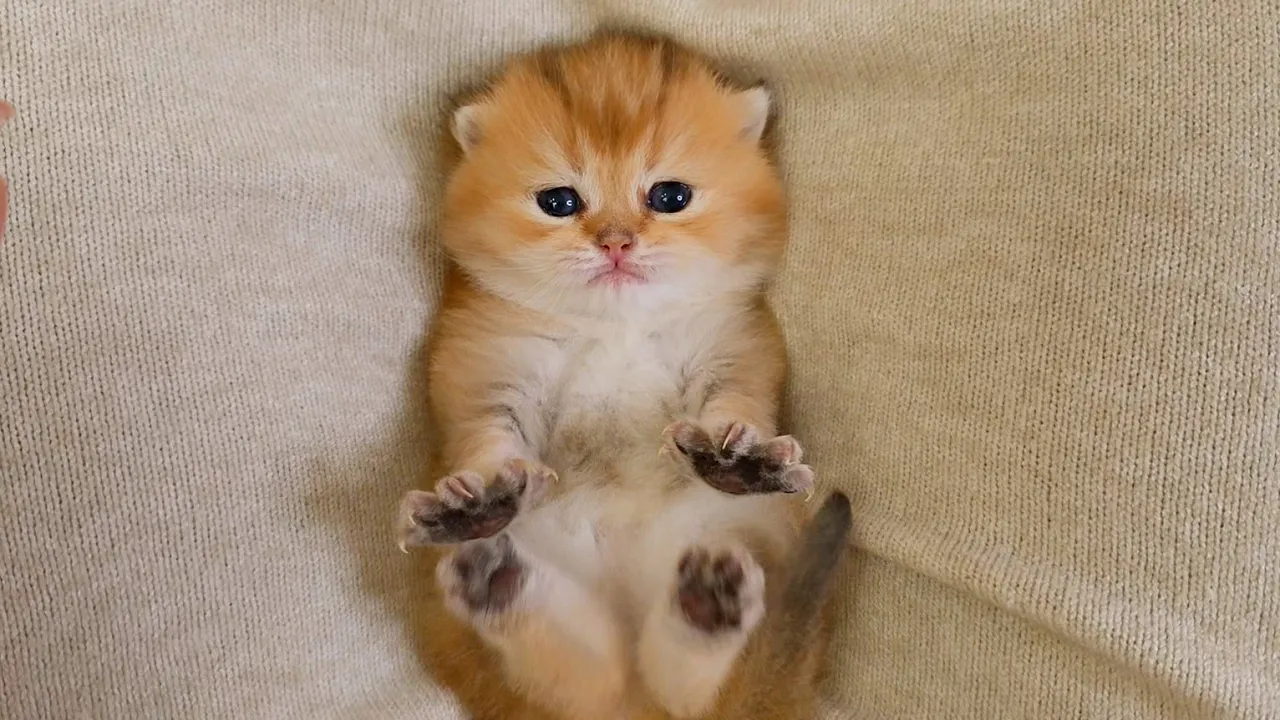 Meet the Cutest Kitten with the Loudest Purr! 🐱💖