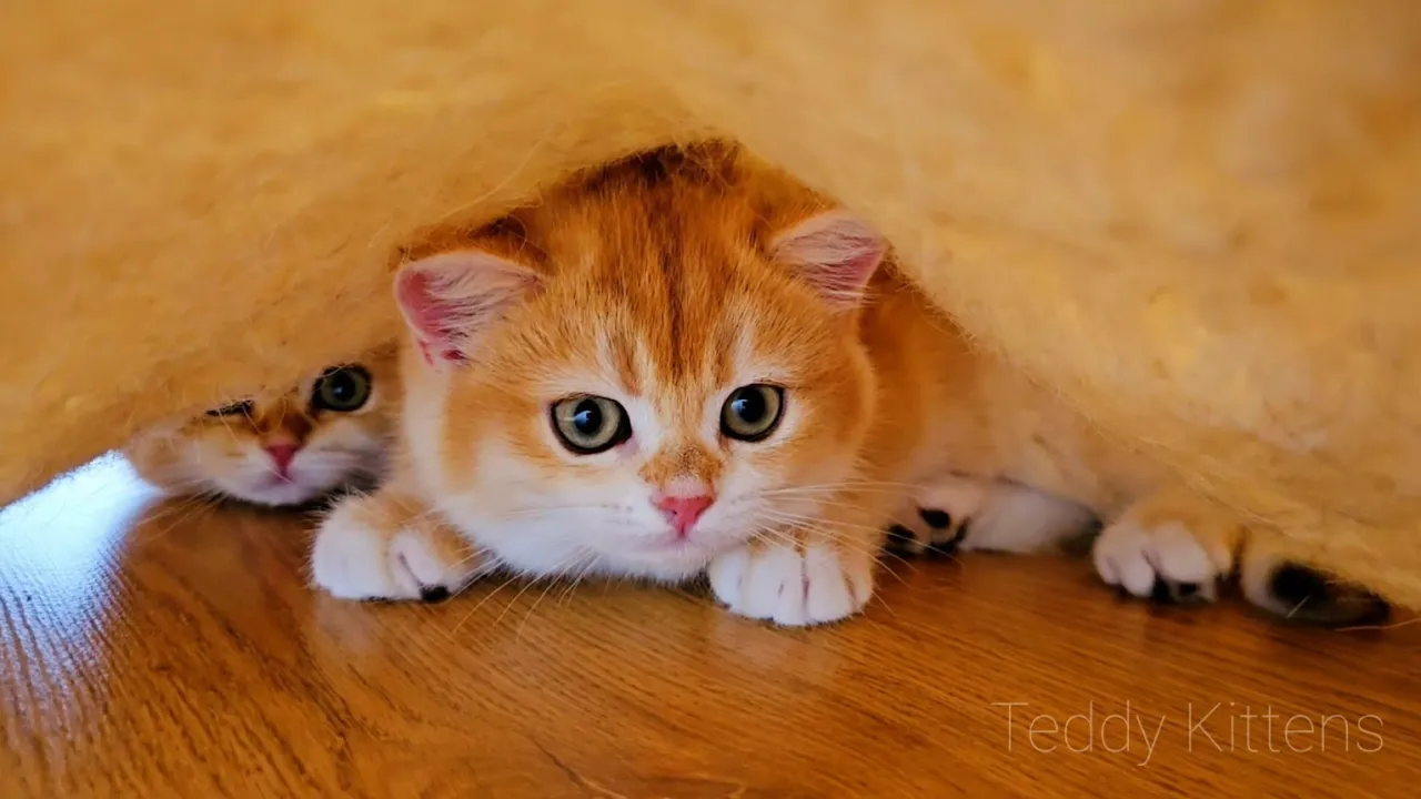 Honey's Sneaky Hideaway 🐾