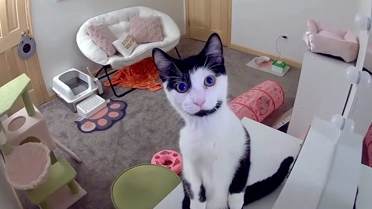 Hilarious Cats of the Future! 😹