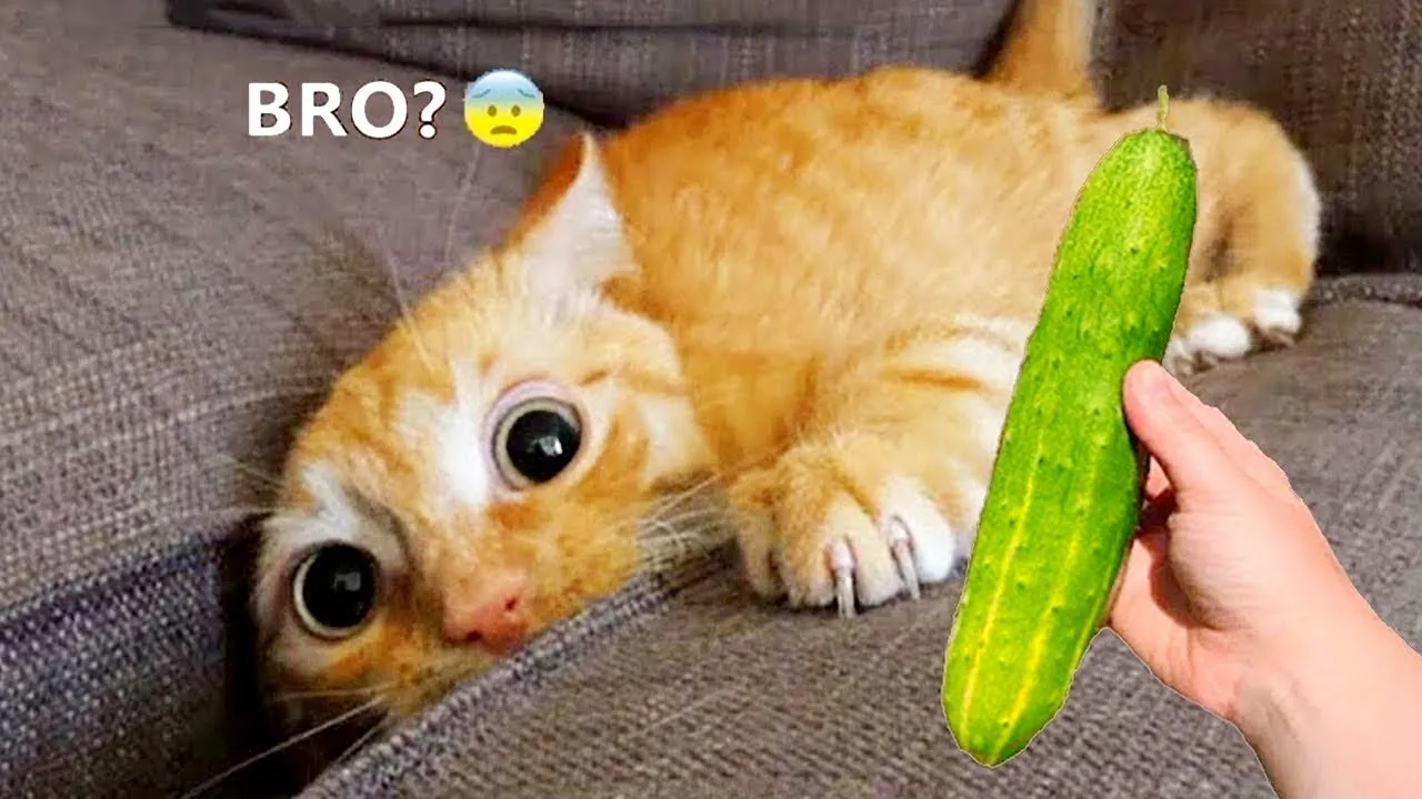 Watch These Hilarious Cats in Action! 🤣 Best Cat Videos 2023