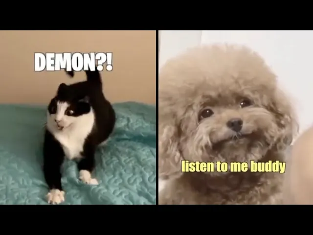 Hilarious Cat Voiceovers - Episode 61