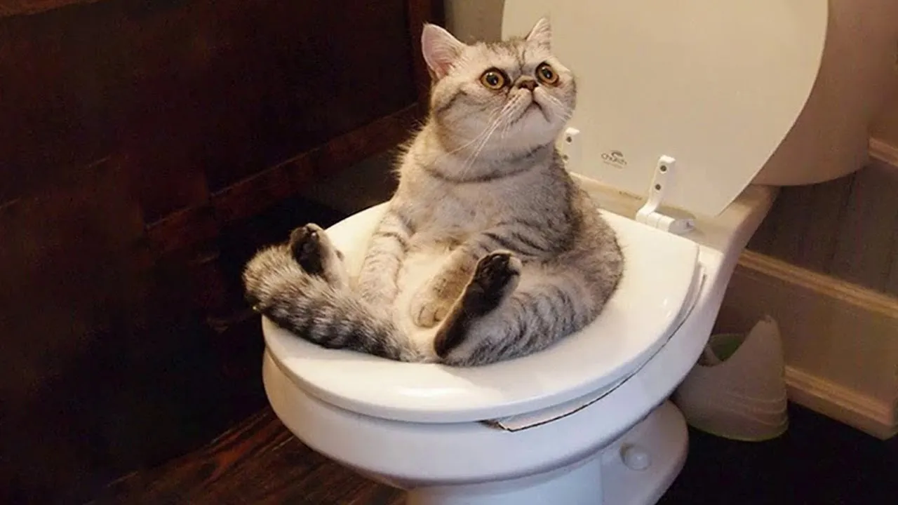 Watch Non-Stop Funny Cat Moments for 1 Hour! 😸🐾