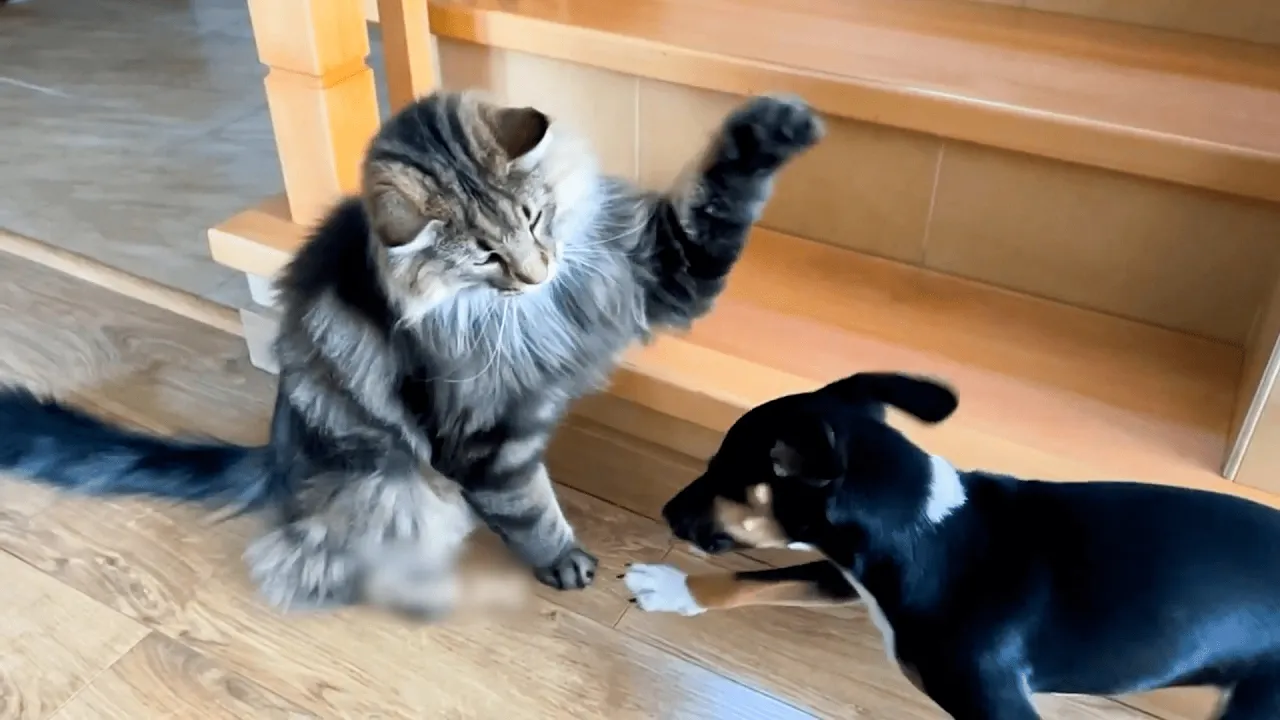 Ultimate Cat and Dog Showdown! 🐱🐶 | 30 MINUTES
