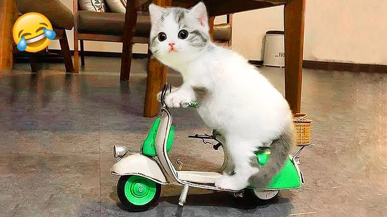 The Funniest Cats and Dogs of 2025 😹🐶🤣
