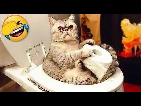 Hilarious Cat Fails Compilation - Part 7 🐱😂🤣